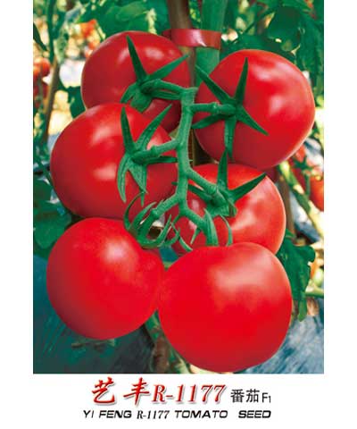 艺丰R-1177番茄