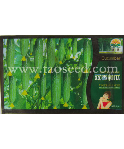 双季黄瓜