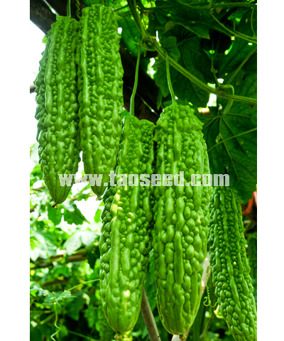碧珍1号苦瓜