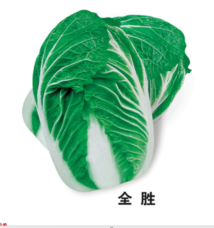 全胜大白菜