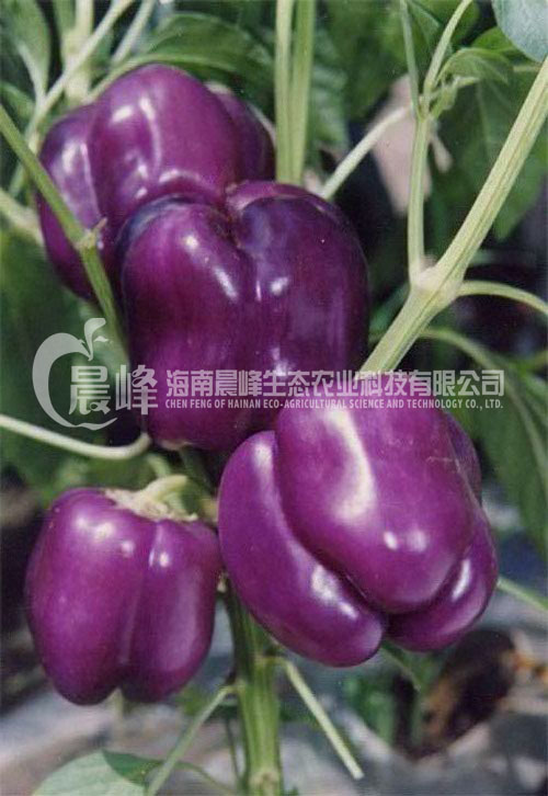 甜椒种子-紫京