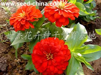 百日草种子