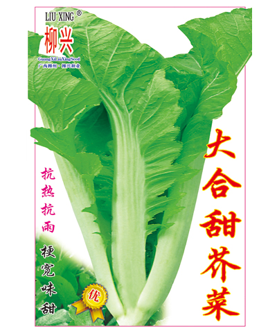 大合甜芥菜