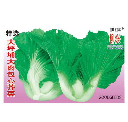 特选大坪埔大肉包心芥菜