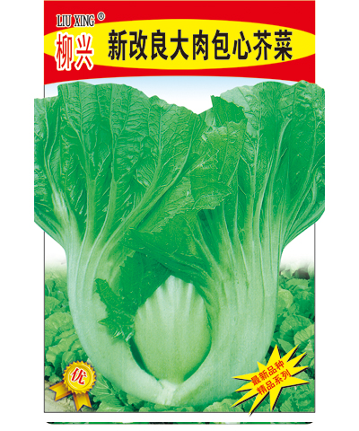 新改良大肉包心芥菜