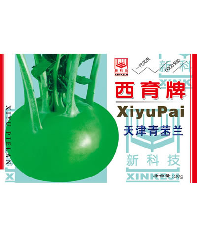 天津青苤兰