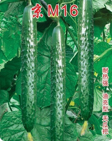 黄瓜品种 京M16
