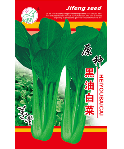 原种黑油白菜