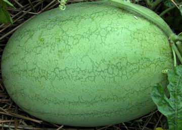 早熟西瓜 保护地西瓜 绿皮西瓜种子 西瓜种子-春纪2号西瓜