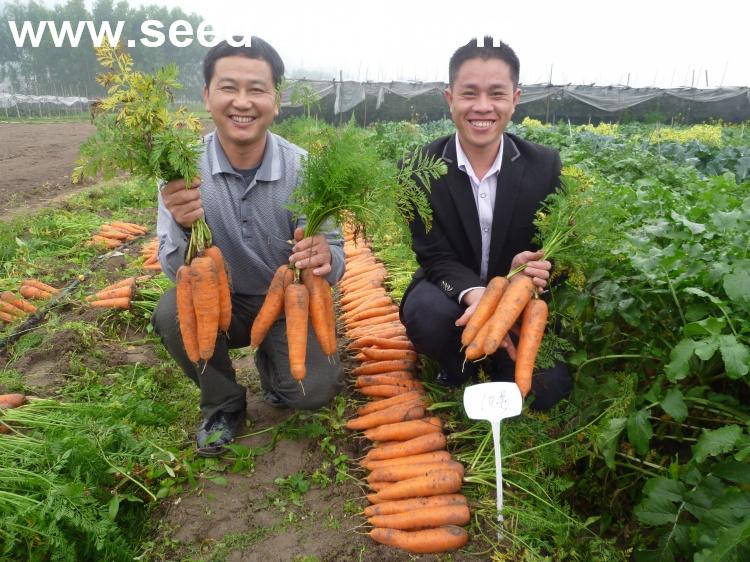 3 采用深沟高畦栽培,宜用有机肥料及复合肥做基础肥,畦宽100厘米