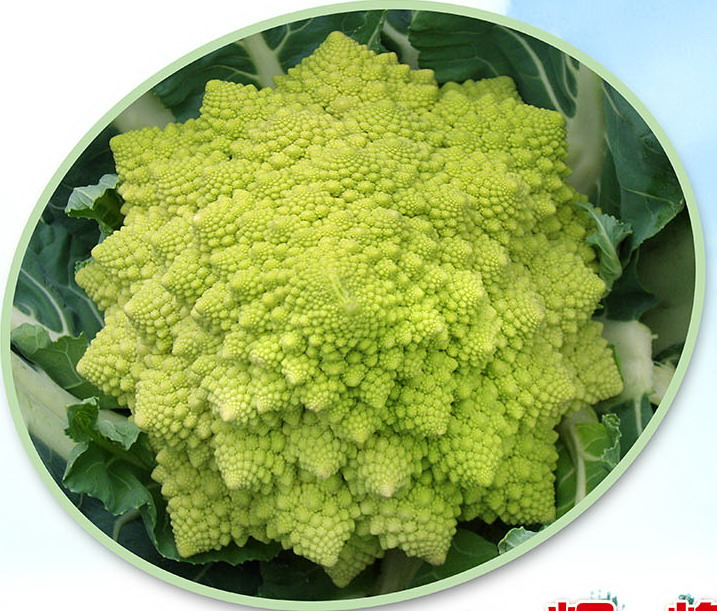 Green coral  cauliflower seed