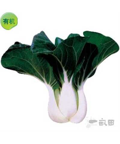 黑叶小白菜