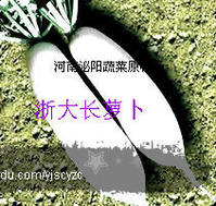 萝卜种子