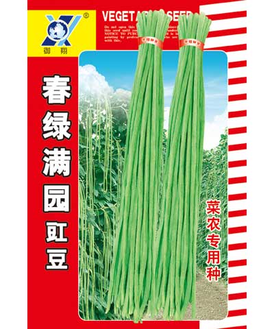 春绿满园豇豆
