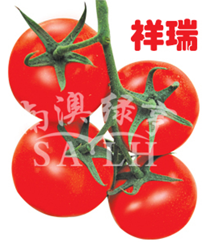 番茄种子--祥瑞
