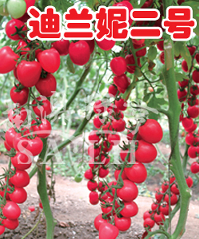 番茄种子——迪兰妮二号（高抗TY病毒）