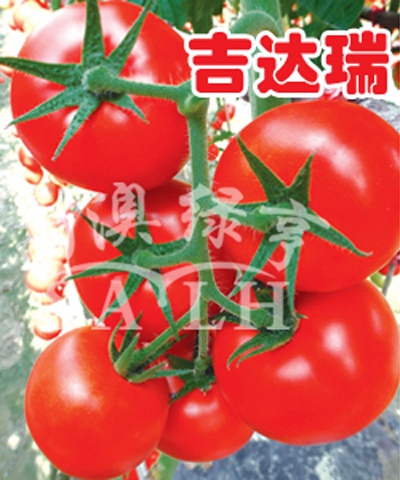 番茄种子——吉达瑞（高抗TY病毒） 