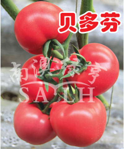 番茄种子---贝多芬（高抗TY病毒）