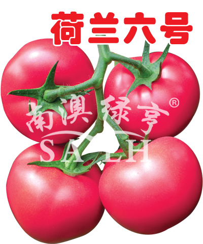 番茄种子——荷兰六号（高抗TY病毒）