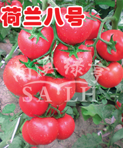 番茄种子——荷兰八号（高抗TY病毒）