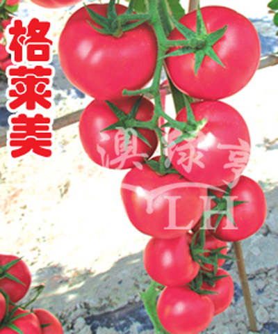 番茄种子——格莱美（高抗TY病毒）