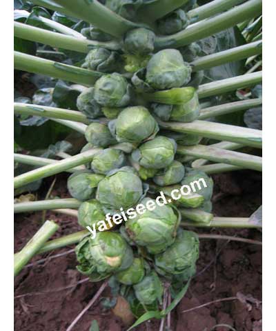 Yafei Brussel Sprouts 6#