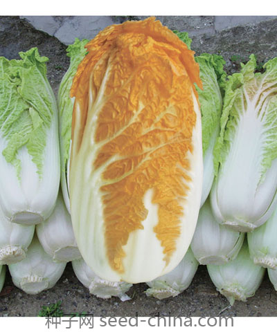 红娃一号