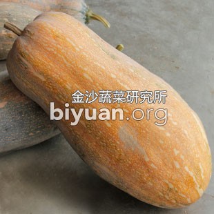 金沙蜜本南瓜