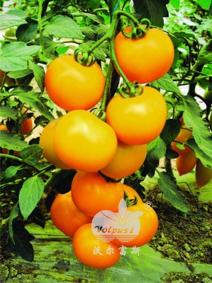 优质黄果中番茄-黄罗玛F1