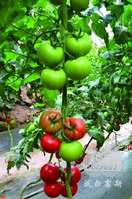 大红番茄598F1（抗线虫、产量高）