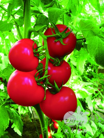 大红番茄1086F1（抗线虫、颜色鲜红、产量高）