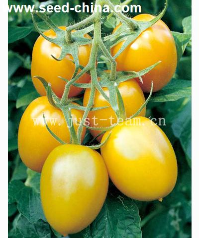 欧罗马--黄罗曼类型番茄