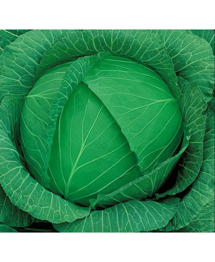 Cabbage No.1