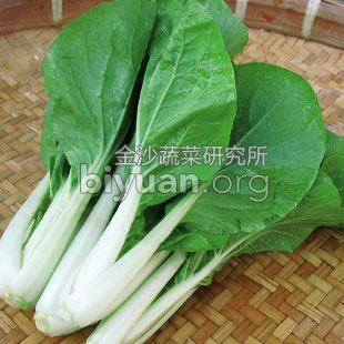 金沙赤叶小白菜