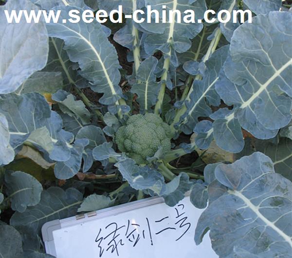 绿剑_焚寂剑等七大凶剑_古剑奇谭焚寂剑