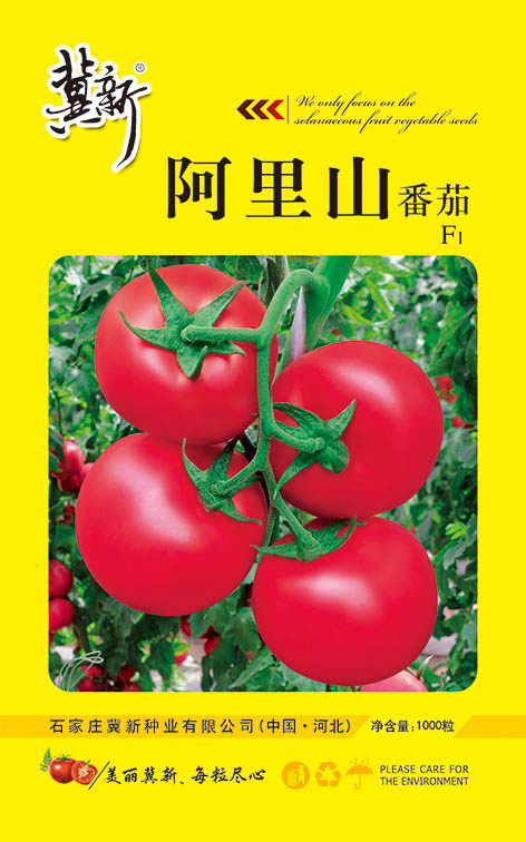 阿里山番茄