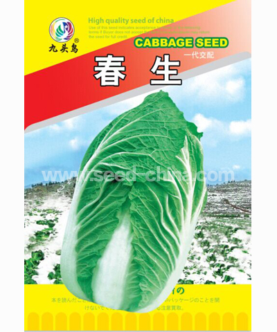春生大白菜