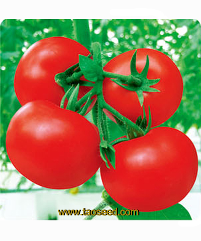 JQ-168番茄