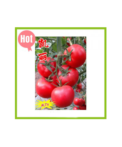 TOMATO NO.7