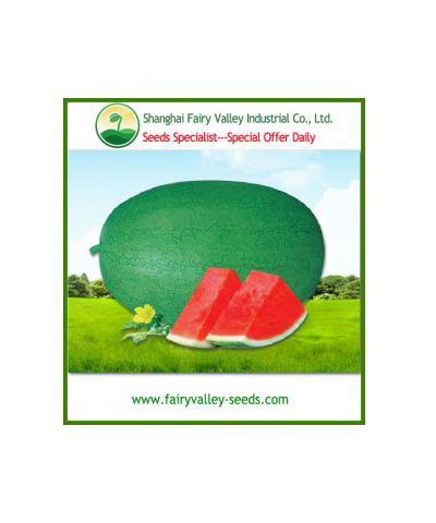 Watermelon NO.6