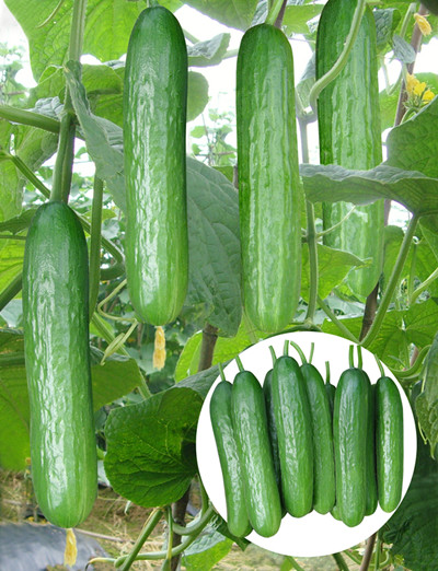 Mini Cucumber