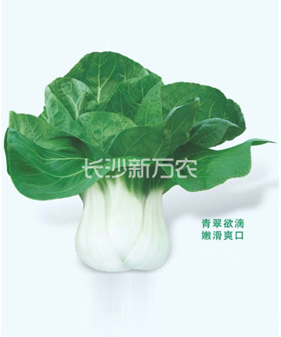 白雅白梗菜