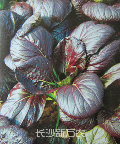 紫冠小白菜