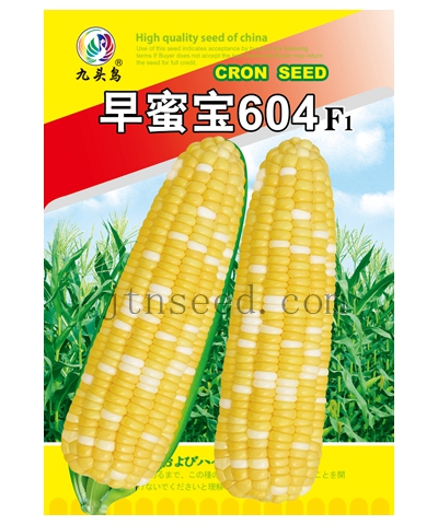 早蜜宝604