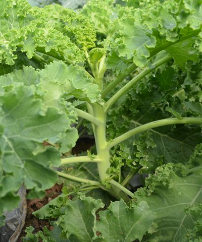 cabbage curled