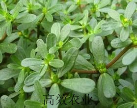 马齿苋菜种子野菜种子