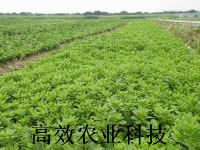 救心菜集观赏、药用种苗,费菜种苗