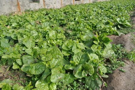高效农业袋装 保健蔬菜种子 木耳菜种子