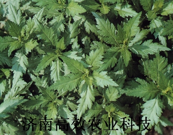 菊花脑种子 种苗 保健蔬菜种子