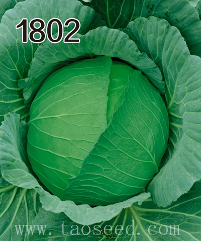 1802